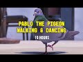 Pablo the Pigeon Walking & Dancing 10 Hours