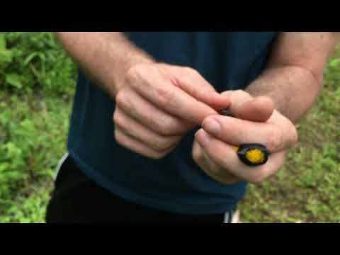 Releasing a Thick-billed Euphonia