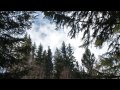 Strong Wind Blowing Through Spruce Forest 1 Hour /  Wind Sound Relaxation