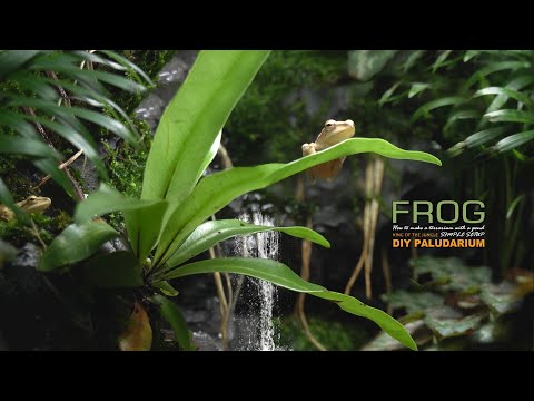 , title : 'Creating FROG Waterfall Forest Heaven Aquaterrarium/Paludarium｜ビバリウム