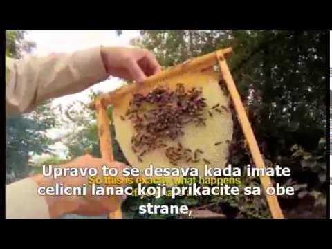 Sunceva kraljica (2010)