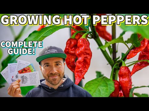 , title : 'Hot Pepper Growing Guide: Sow These Summer Veggies FIRST!'