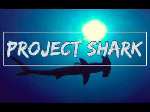 Project Shark on daedalus & St Johns Red Sea