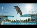 You Won T Believe This Hippo S High Dive