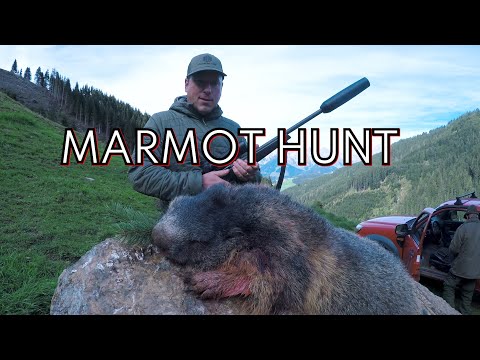 Marmot Hunt / Murmeljagd / Chasse Aux Marmottes / Caccia Alle Marmotte / Polowanie Na świstaka /2022