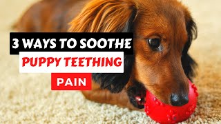 3 EASY Ways To Soothe Sore PUPPY TEETHING PAIN - Puppy Teething Pain Relief