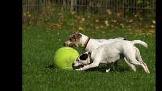Emma´s Balla Balla Babypause - Jack Russell Terrier beim Fußball