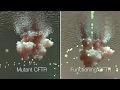 Cystic Fibrosis Mechanism And Treatment HHMI BioInteractive Video
