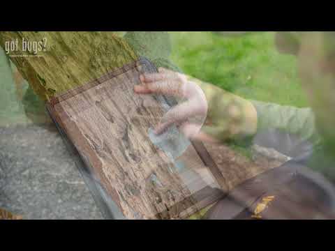 Protect Your Home from Termites