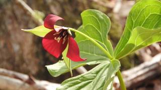 preview picture of video 'Moosehorn trail NB Canada'