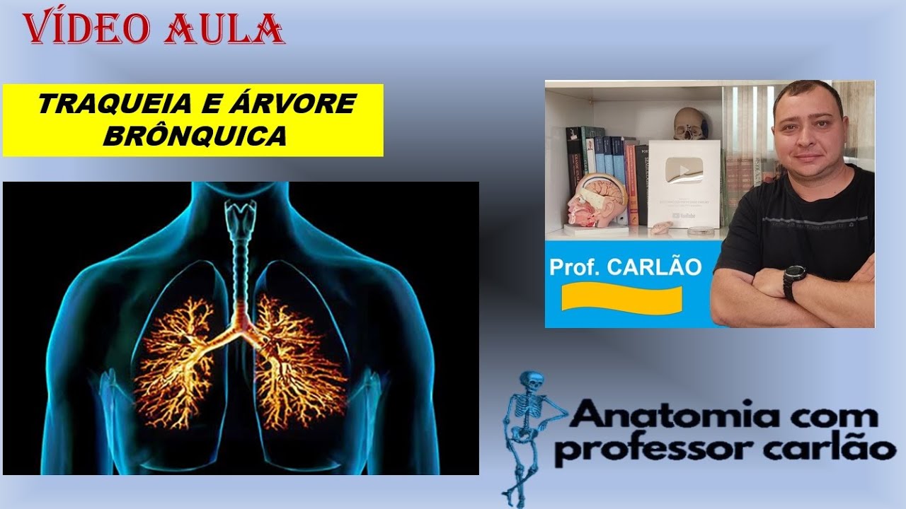 VÍDEO AULA TRAQUEIA E ÁRVORE BRÔNQUICA