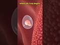 From Fertilization to Embryo 🌱 | Journey of Life Inside the Womb #shorts #miracleinmotion #baby