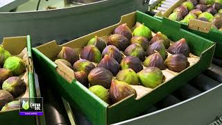 Reportagem Faça Chuva Faça Sol sobre as frutas de verão