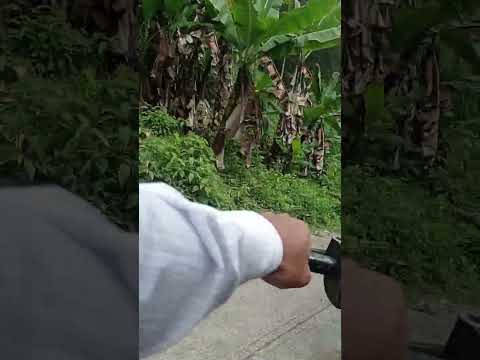 Bajando la Sabaneta , Municipio Escuque Estado Trujillo Vzla, acompañame