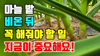 비온뒤 꼭해야할 마늘밭 관리사항 지금부터 잘하면 통큰마늘 수확 / 마늘 병충해관리 /  마늘종뽑기
