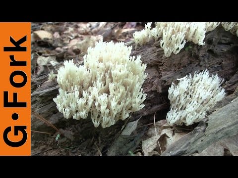 Edible Mushroom Identification - Coral Mushroom - GardenFork