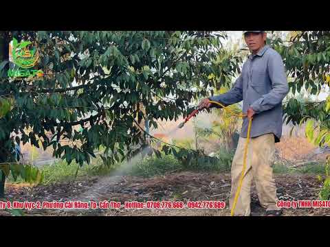 Chủ đề 3: VAI TRÒ CỦA PHÂN HỮU CƠ TRÊN CÂY SẦU RIÊNG
