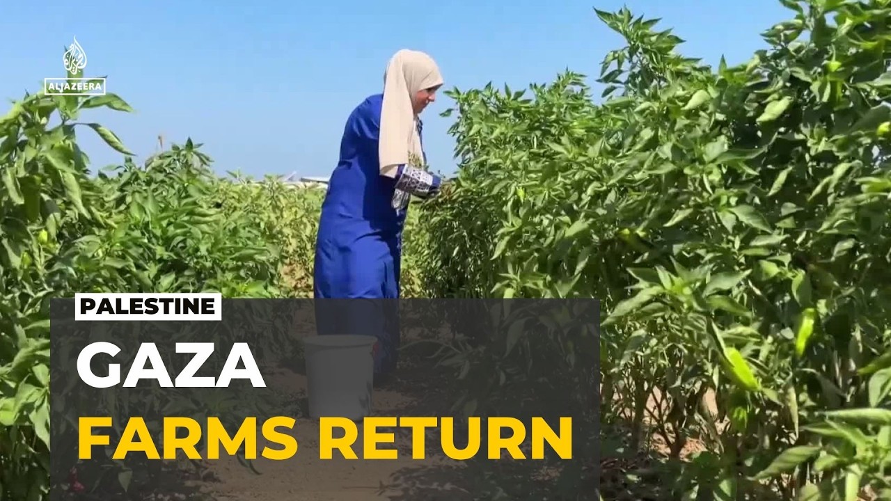 Gaza city farming: Families return to farm in Al Zeitoun neighbourhood