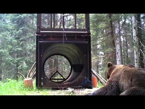 L'orso "mangiatore di esche" - dopo il pasto si scrolla e inizia a rotolarsi