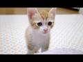 子猫さん、悩んでないで遊んでくださいよ【赤ちゃん猫　保護猫】