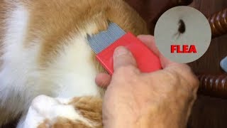 How to:  KILL FLEAS AFTER COMBING YOUR PET