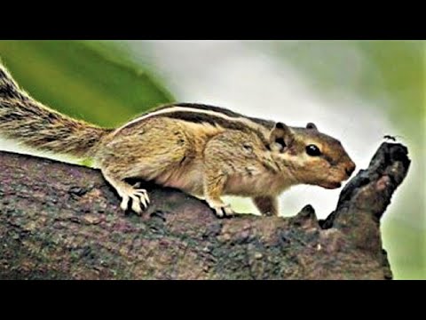 Loud Squirrel Chirping | Natural Squirrel Sounds | Squirrel Calling Sounds ||