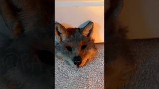 Sea wolf mask comission!! #wolf #wolfmask #seawolf #seawolves #wolftherian #therian #theriangear