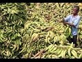 Disease threatens world's bananas, says UN 