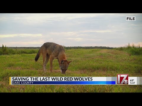 Group seeks to save the last of NC red wolves