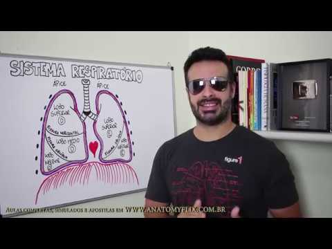Anatomy Minute #21: Anatomy of the Lungs - Respiratory System