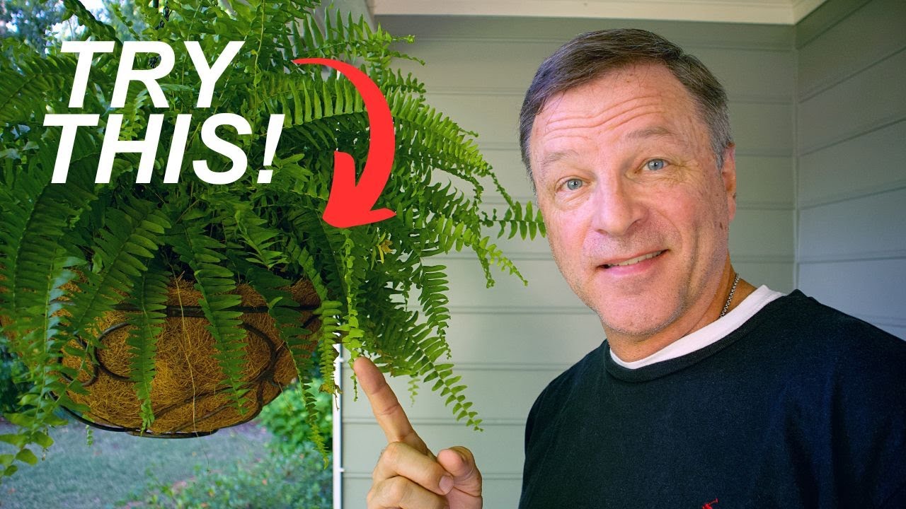 Watch video The BEST Hanging Ferns Advice!!! FAIL-SAFE system!! Now The BEST Hanging Ferns Advice!!! FAIL-SAFE system!!