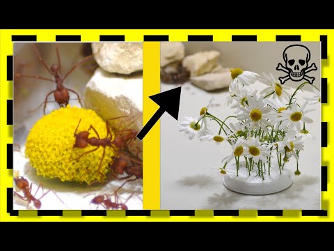Time lapse 4h = 3min Ant`s destroys chamomile flowers with slow motion
