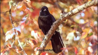 Crows Look So Cool In The Fall