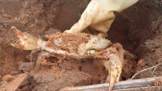 Ah Mui and her father drove to the sea together  drew 600 a kilo of expensive lobster  and found a