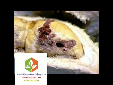 ACTATAC 300EC - ĐẶC TRỊ SÂU VẼ BÙA, BỌ TRĨ, RẦY CHỔNG CÁNH, RỆP SÁP HẠI CÂY TRỒNG