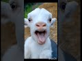 Cute Animal Sounds Cute Baby Laughing Viral Ytshorts Youtubesuorys