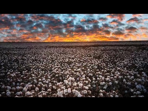 Live: A close look at cotton harvest in Xinjiang