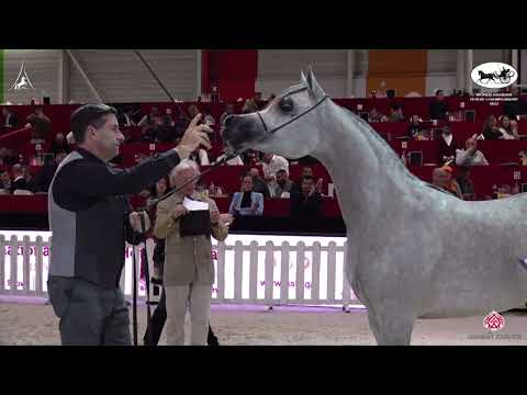N 17 REEF AQ   World Arabian Horse Championship 2022   PARIS   Yearling Fillies Section B Class 1B