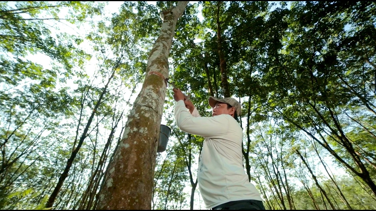 Malaysian Sustainable Natural Rubber (MSNR) Video — Lembaga Getah Malaysia