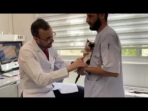 باد فتق در گربه/Wind hernia in the cat