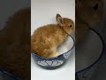 ネザーランドドワーフのYouTubeサムネイル画像