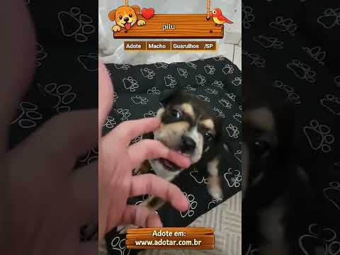 Vídeo de pitu
