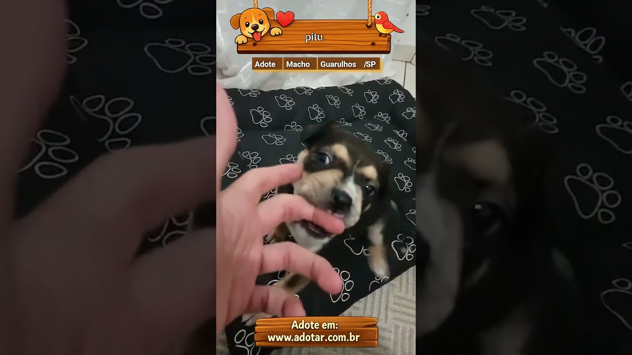 Cachorro raça SRD-ViraLata idade Abaixo de 2 meses nome pitu
