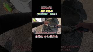 【閲覧注意】魚（カンパチ　36センチ）の処理中で大量出血！#shorts #釣り #ショアジギング