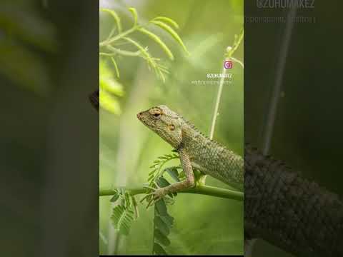 Google photos cinematic picture #photography#wildlife#wildlifephotography#naturephotography#lizard