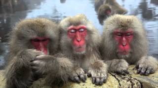 Self Defense Family "Talia" video