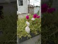 Ytshorts Explore Portulacaflower Plants Shorts Viralshort Whiteflower Flowers