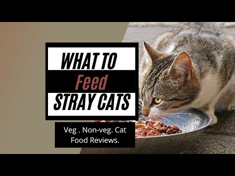 What to Feed Stray Cats in India-Human Foods for Cats-3 Best Cat Foods to Feed Stray Cats