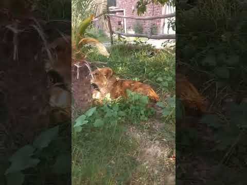 cub#sick lion#shorts