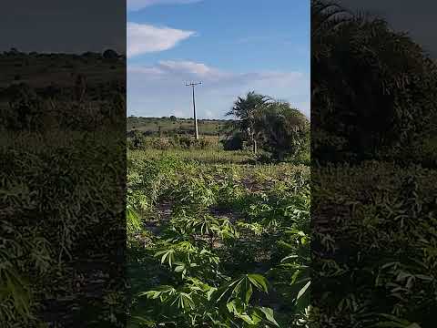 Roça tande em araci Ba